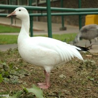 Snow Goose